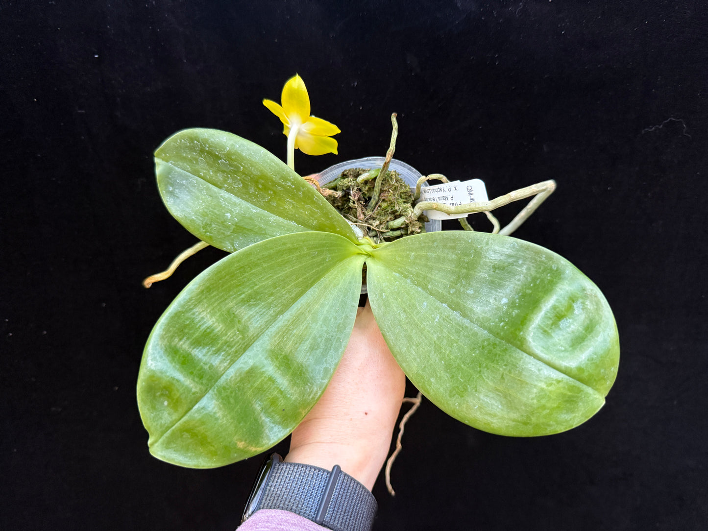 Phalaenopsis Mainshow Yellow Bird x Yaphon Lover 250227 Flowering Seed Grown