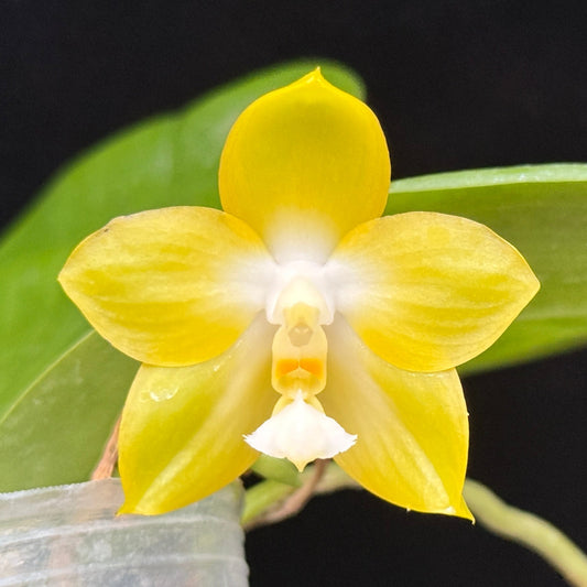 Phalaenopsis Mainshow Yellow Bird x Yaphon Lover 250227 Flowering Seed Grown