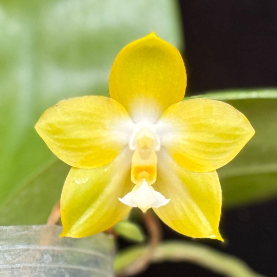 Phalaenopsis Mainshow Yellow Bird x Yaphon Lover 250227 Flowering Seed Grown