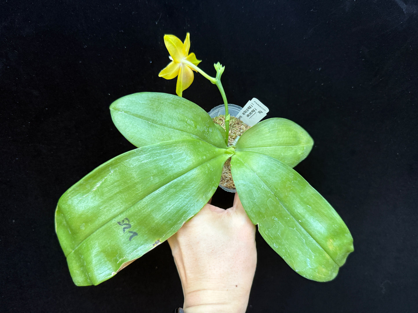 Phalaenopsis Mituo Gelb Eagle x Mituo GH King Star 250227 Flowering