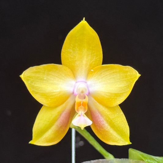 Phalaenopsis Mituo Gelb Eagle x Mituo GH King Star 250227 Flowering