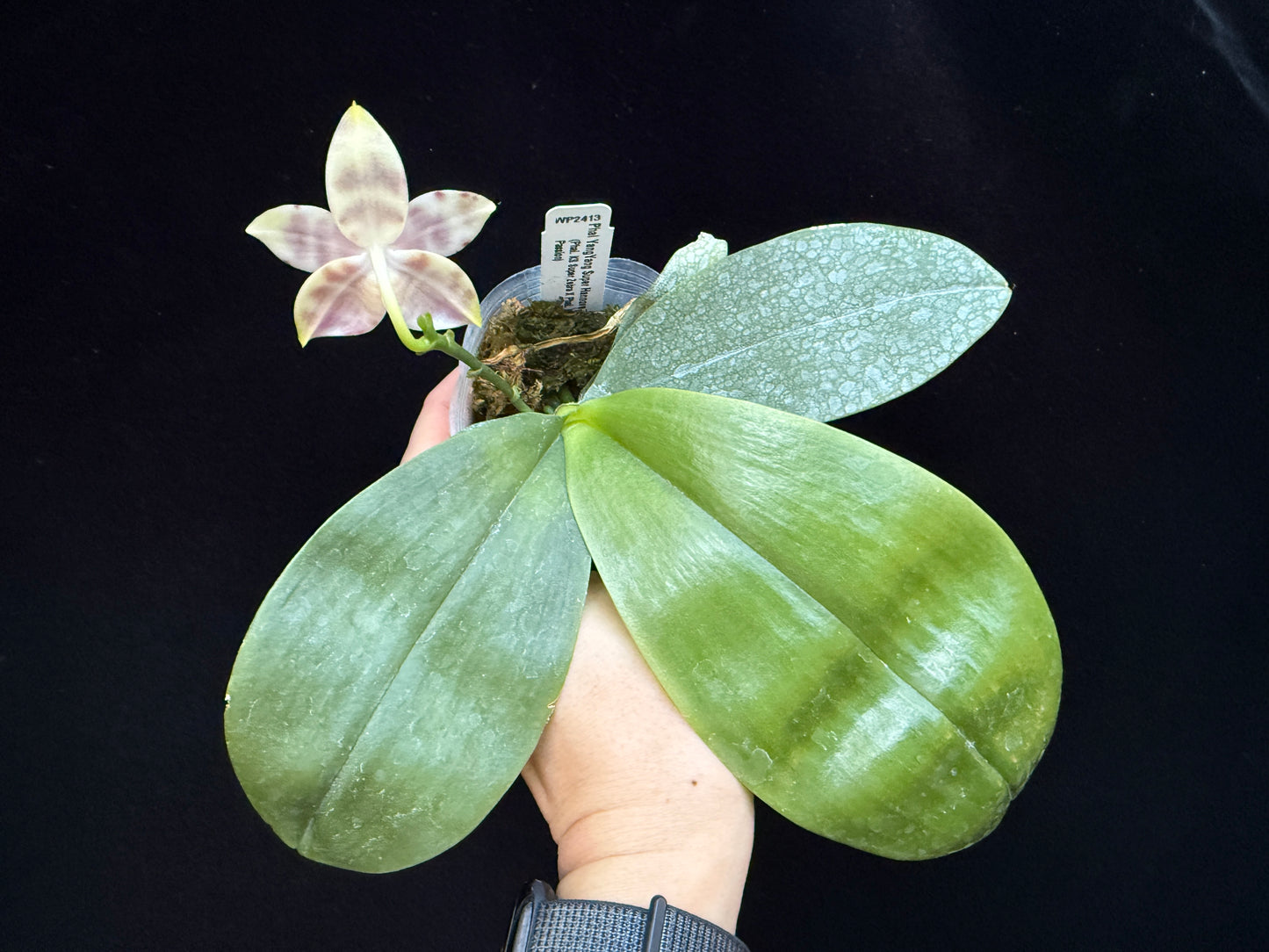 Phalaenopsis YangYang Super Hannover 'Wilson' 250227 Flowering