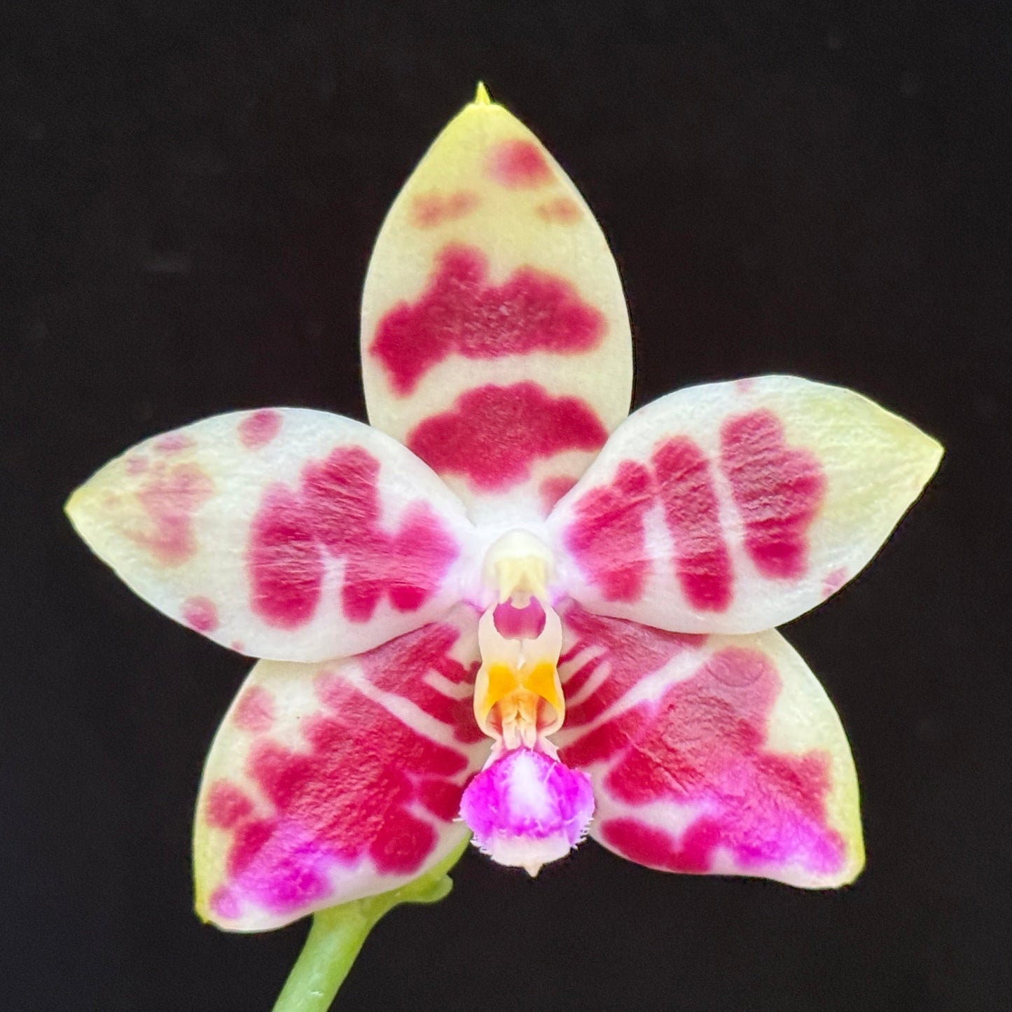 Phalaenopsis YangYang Super Hannover 'Wilson' 250311 Flowering