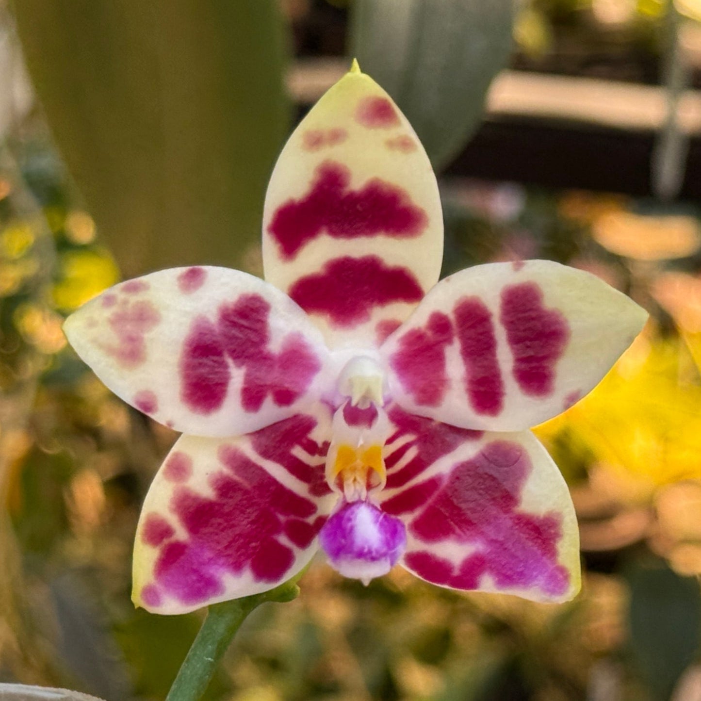 Phalaenopsis YangYang Super Hannover 'Wilson' 250227 Flowering