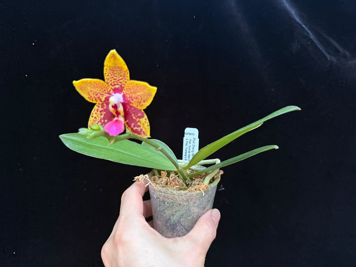 Phalaenopsis Zheng Min Anaconda 250227 Flowering