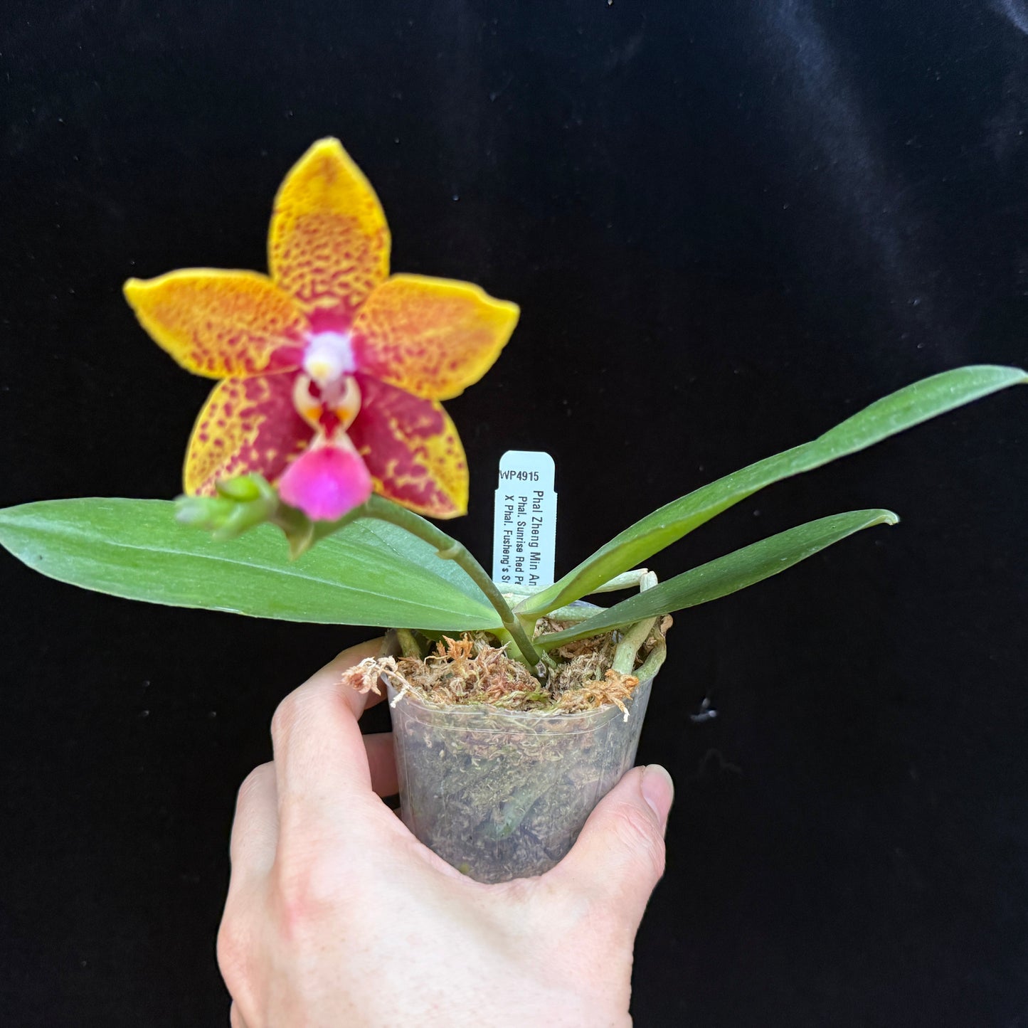 Phalaenopsis Zheng Min Anaconda 250227 Flowering