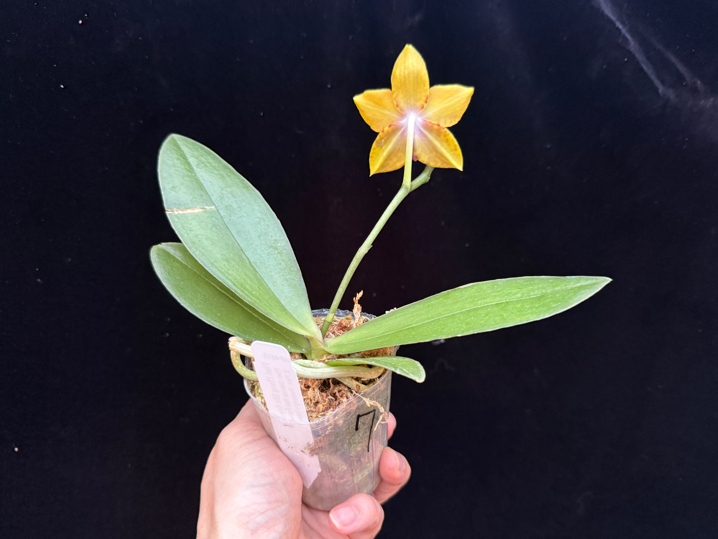 Phalaenopsis Zheng Min Anaconda 250227 Flowering