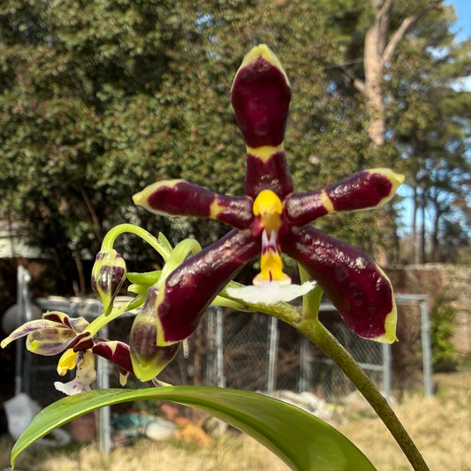 Phalaenopsis mannii x sib (Dark) Flowering 250228
