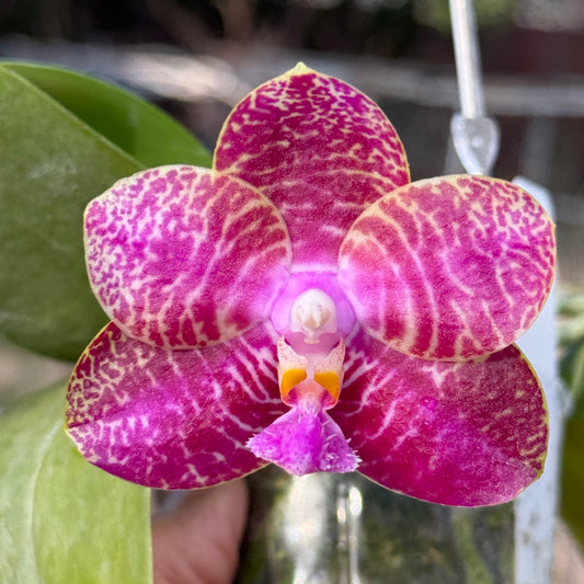 Phalaenopsis Zheng Min Diffuse 'Peter #20' 250228 Flowering 2 spikes