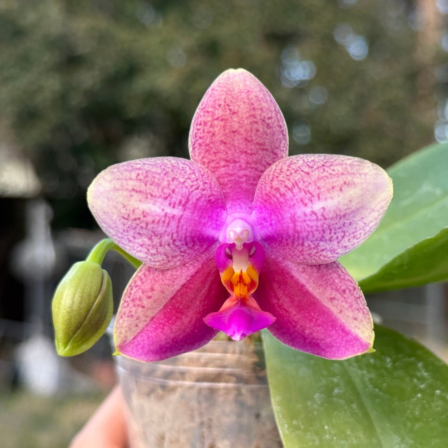 Phalaenopsis Sweet Memory 'Mr. F'