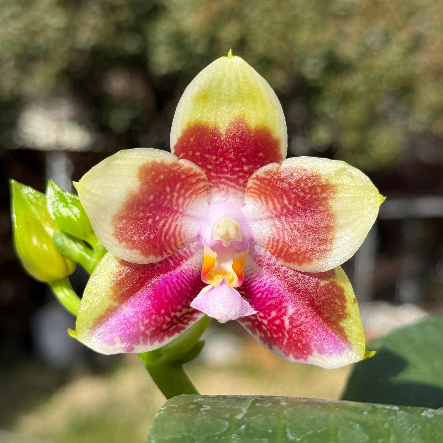 Phalaenopsis Mituo Purple Canary 250311 Flowering