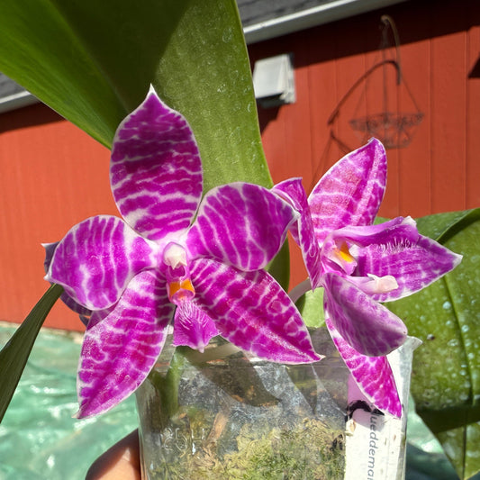 Phalaenopsis lueddemanniana (Leyte) x sib 251207 Spiking 2 spikes