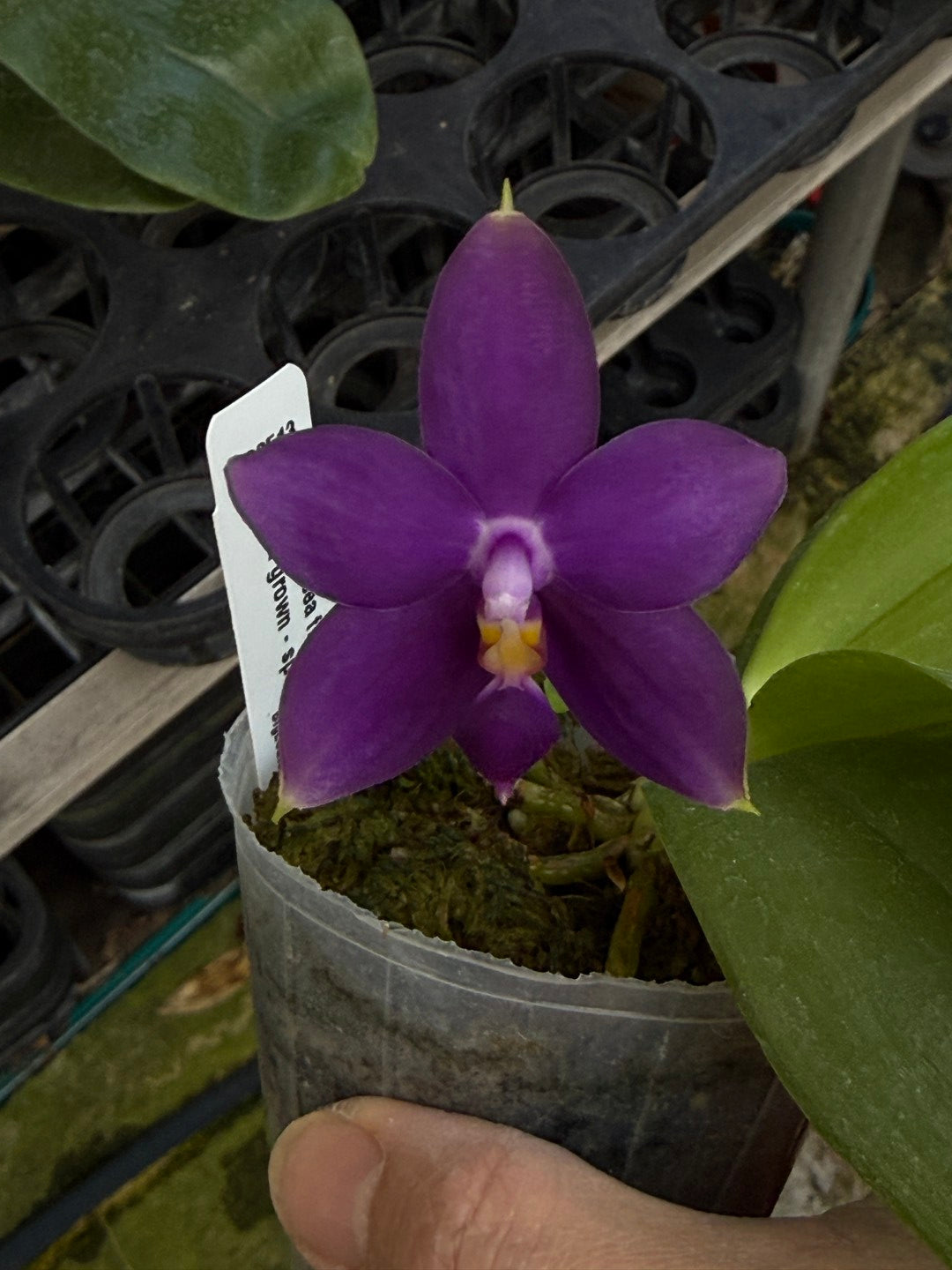 Phalaenopsis violacea f. indigo x sib 251122 Flowering Fragrant Species
