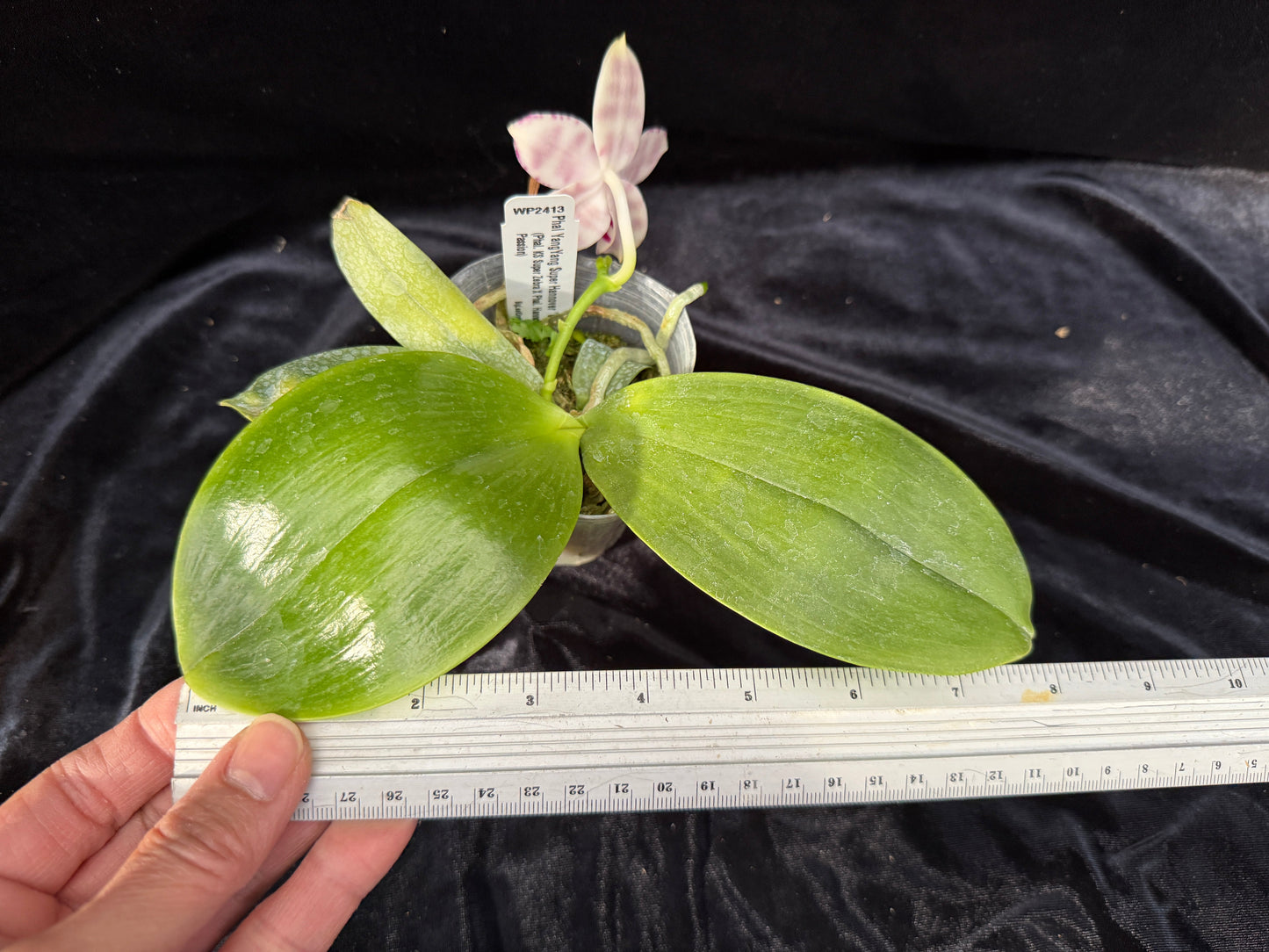 Phalaenopsis YangYang Super Hannover 'Wilson' 250311 Flowering