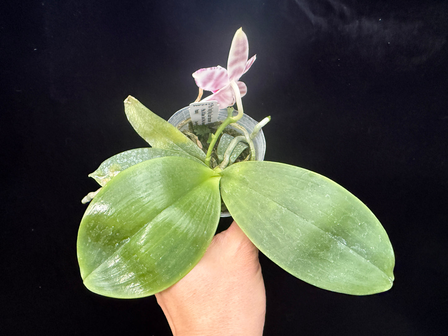 Phalaenopsis YangYang Super Hannover 'Wilson' 250311 Flowering