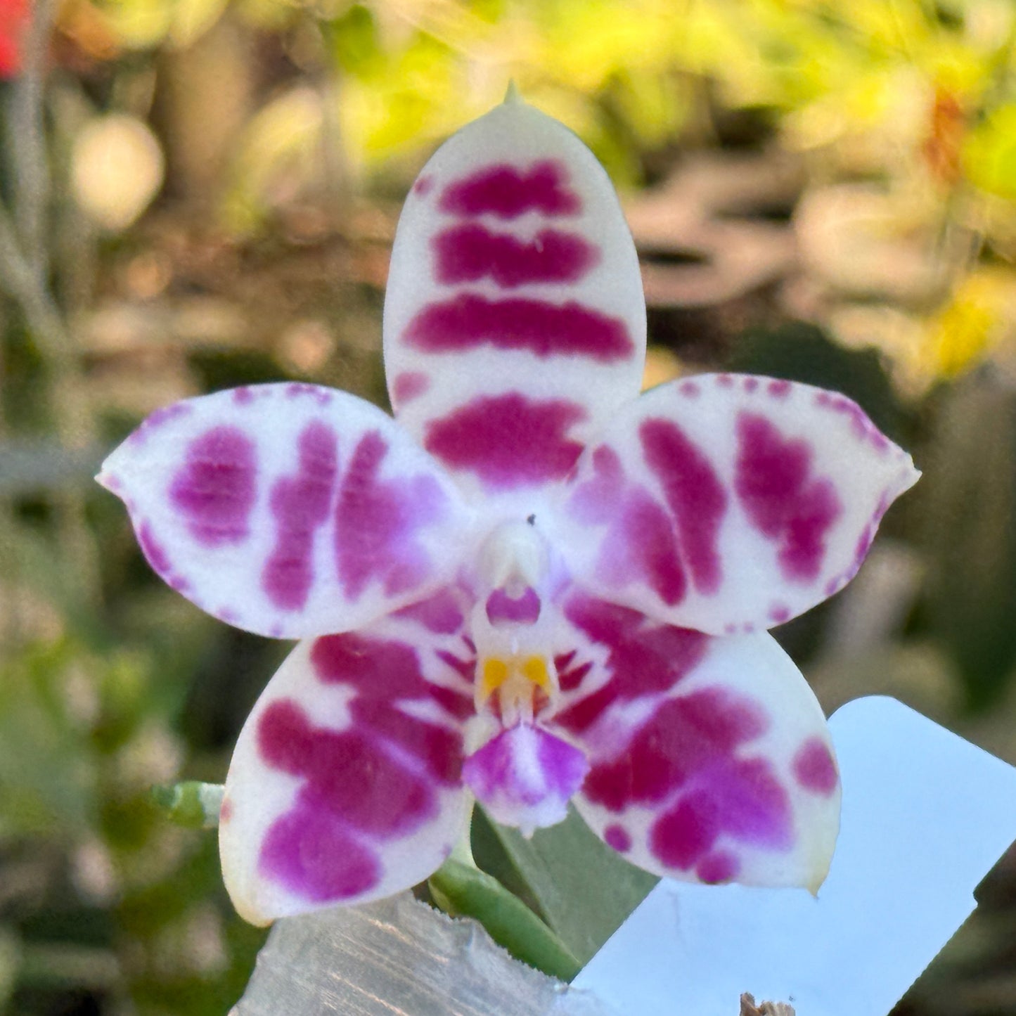 Phalaenopsis YangYang Super Hannover 'Wilson' 250311 Flowering