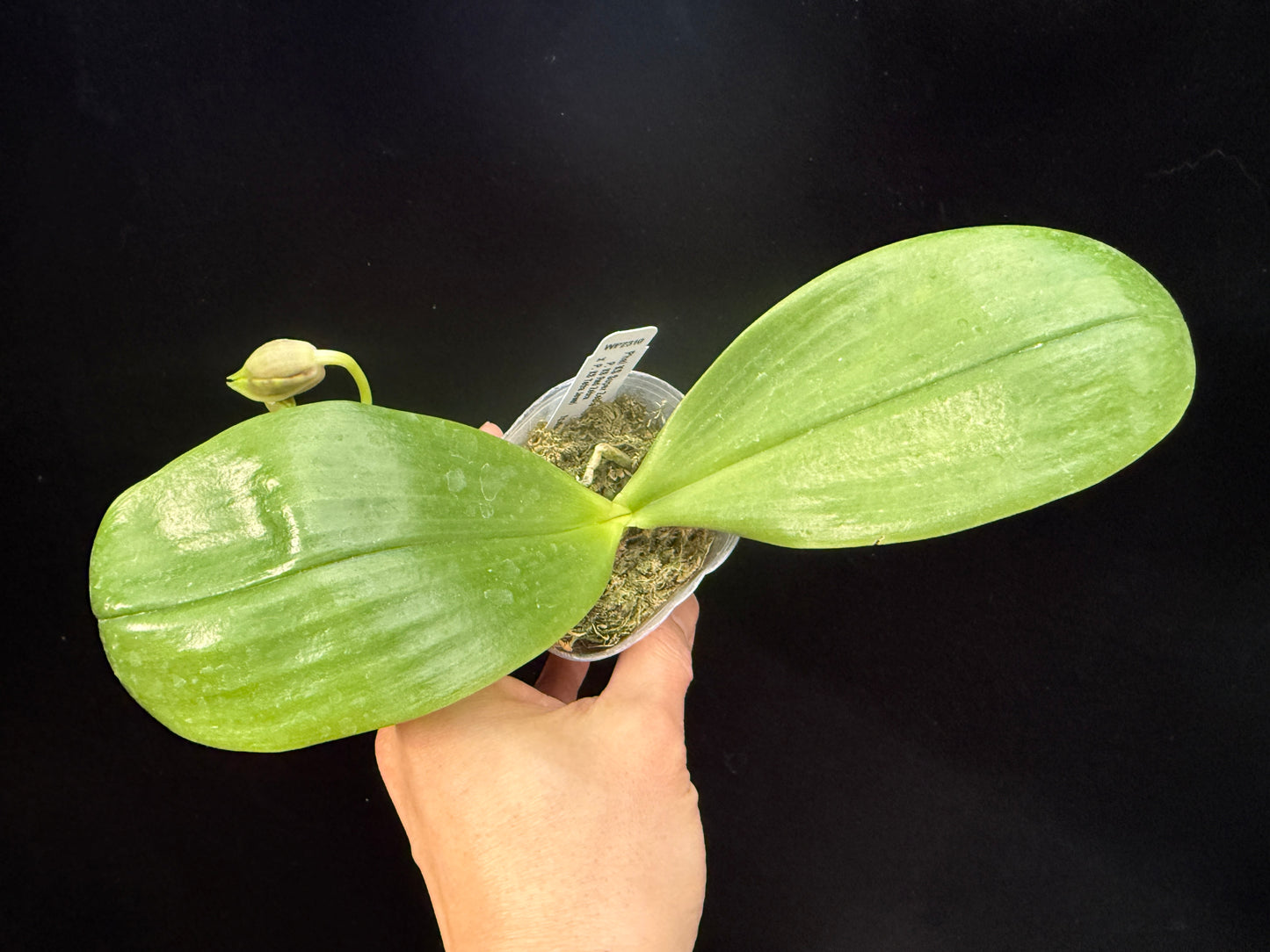 Phalaenopsis KS Super Zebra 'Pylo' AM/AOS 250311 Spiking Budding