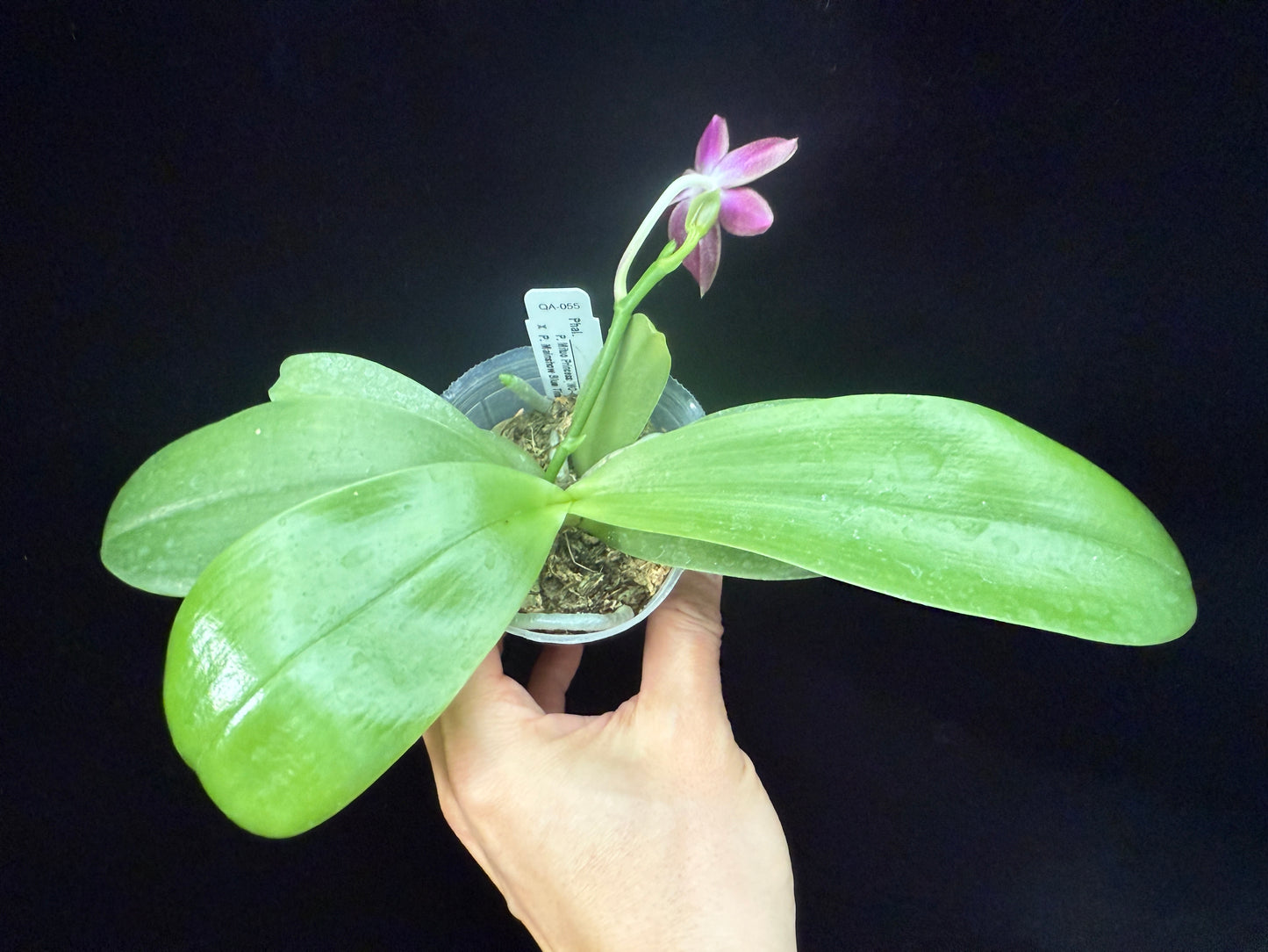 Phalaenopsis Mituo Princess x Mainshow Blue Tint 250311 Flowering