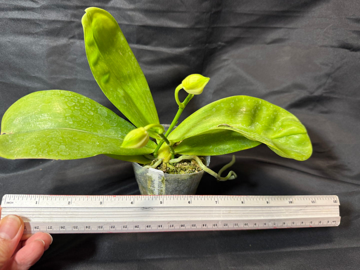 Phalaenopsis Mituo Golden Tiger 'White Tiger' AM/AOS 261029 2 Spikes budding