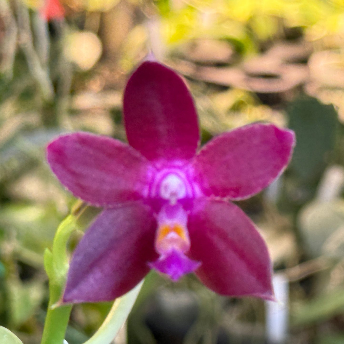 Phalaenopsis Mituo Princess x Mainshow Blue Tint 250311 Flowering