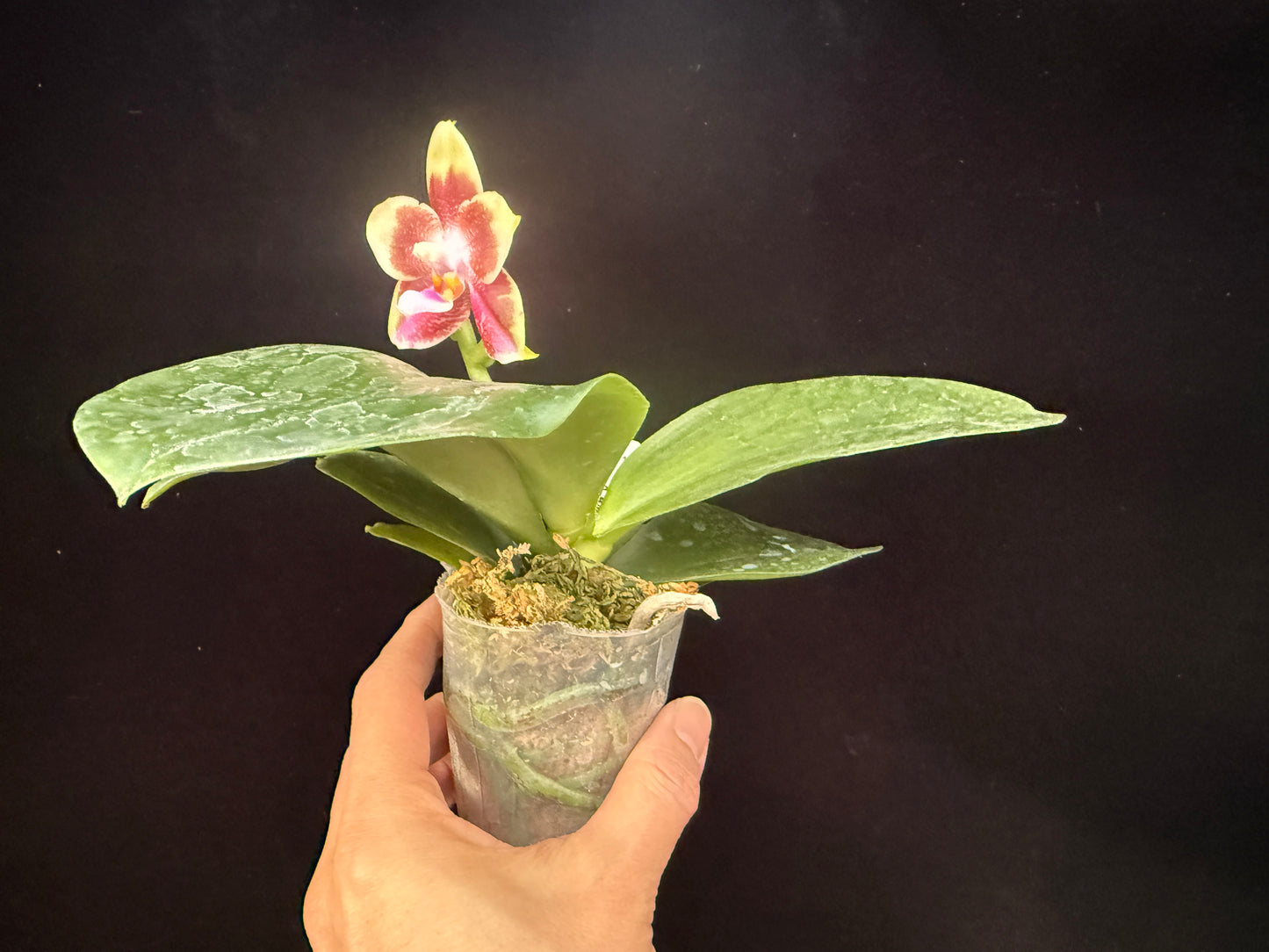 Phalaenopsis Mituo Purple Canary 250311 Flowering