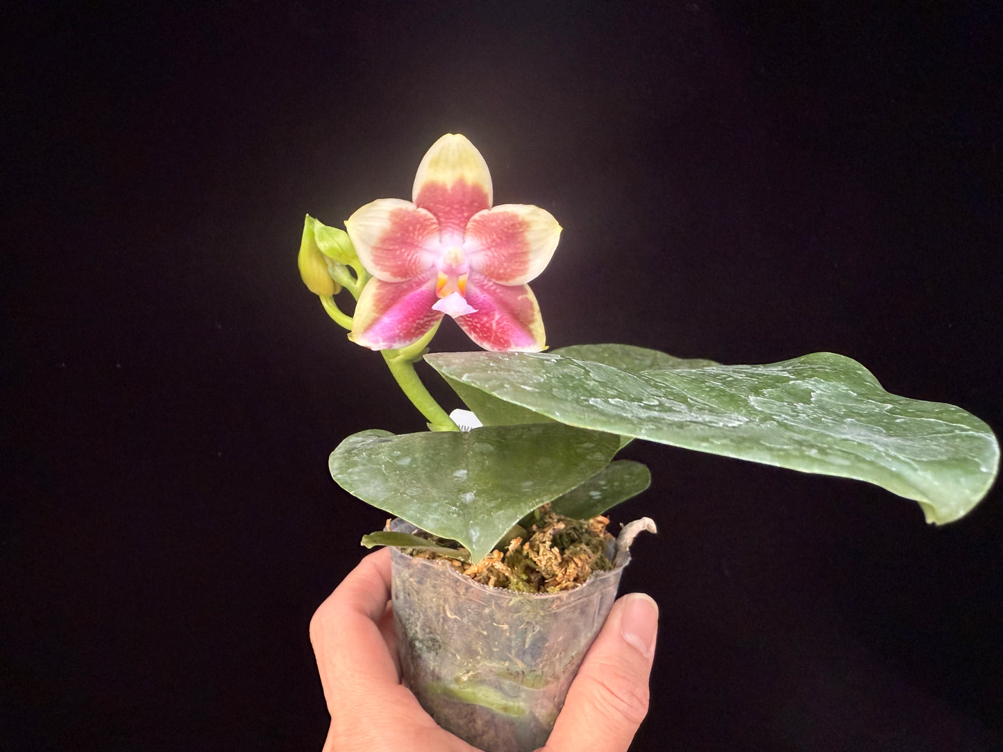 Phalaenopsis Mituo Purple Canary 250311 Flowering