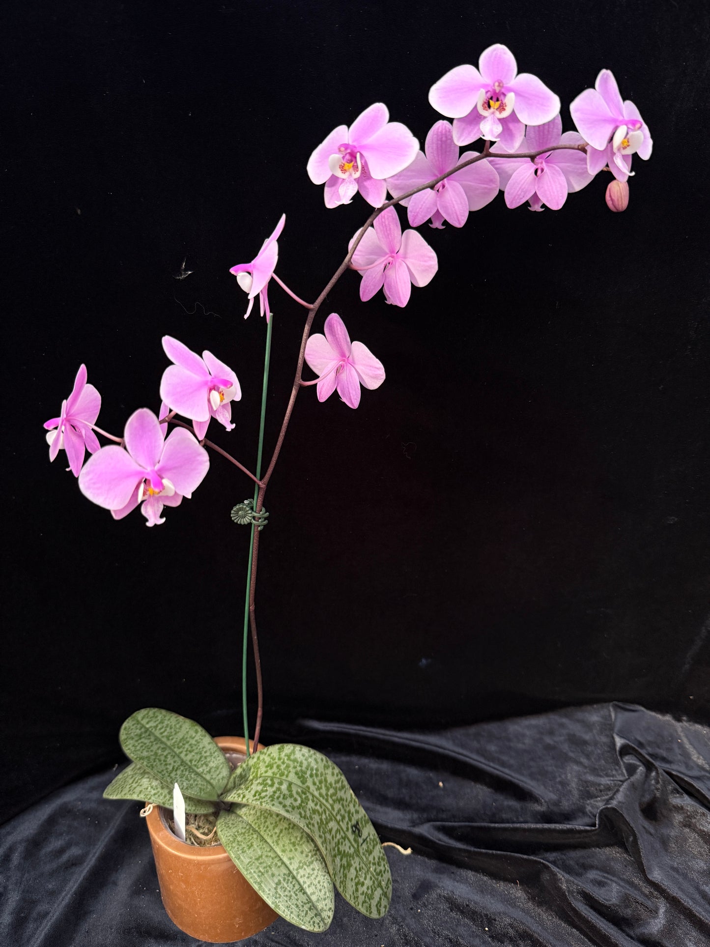 Phalaenopsis schilleriana 'Silver Leaf' x sib - Seed Grown 250312 Flowering