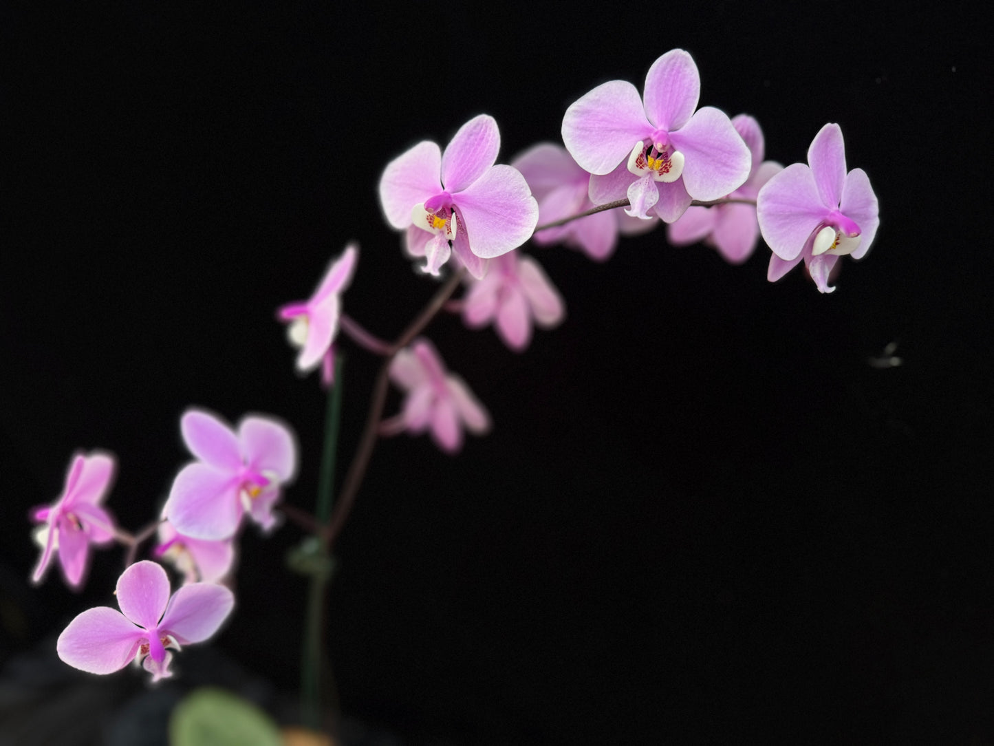 Phalaenopsis schilleriana 'Silver Leaf' x sib - Seed Grown 250312 Flowering