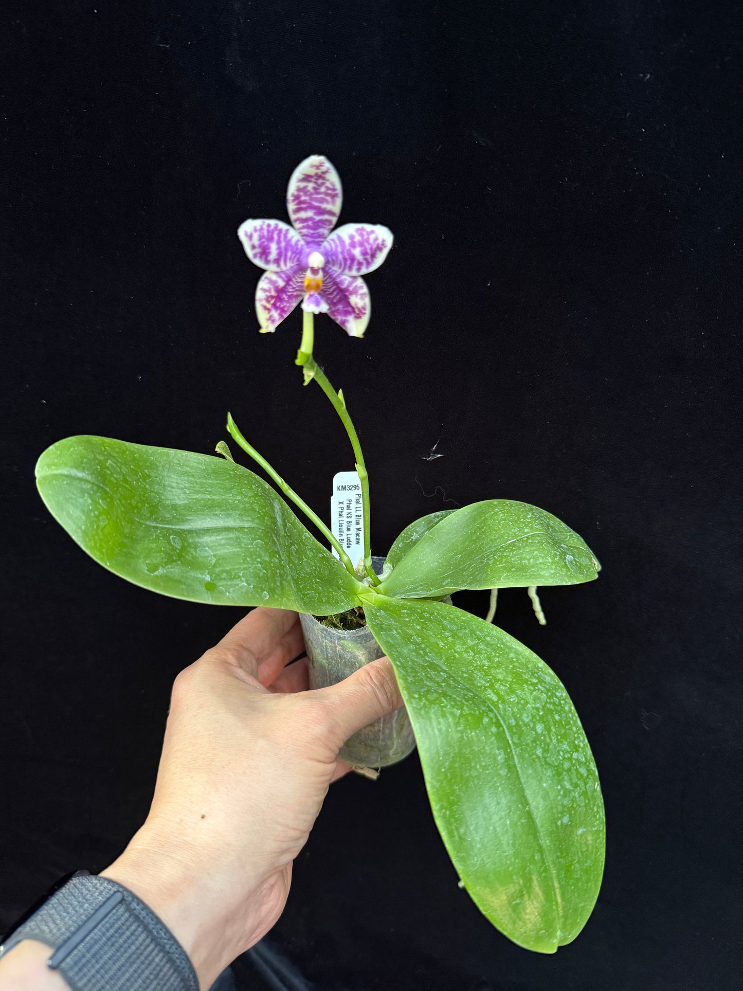 Phalaenopsis LL Blue Macaw 250311 Flowering 2 spikes