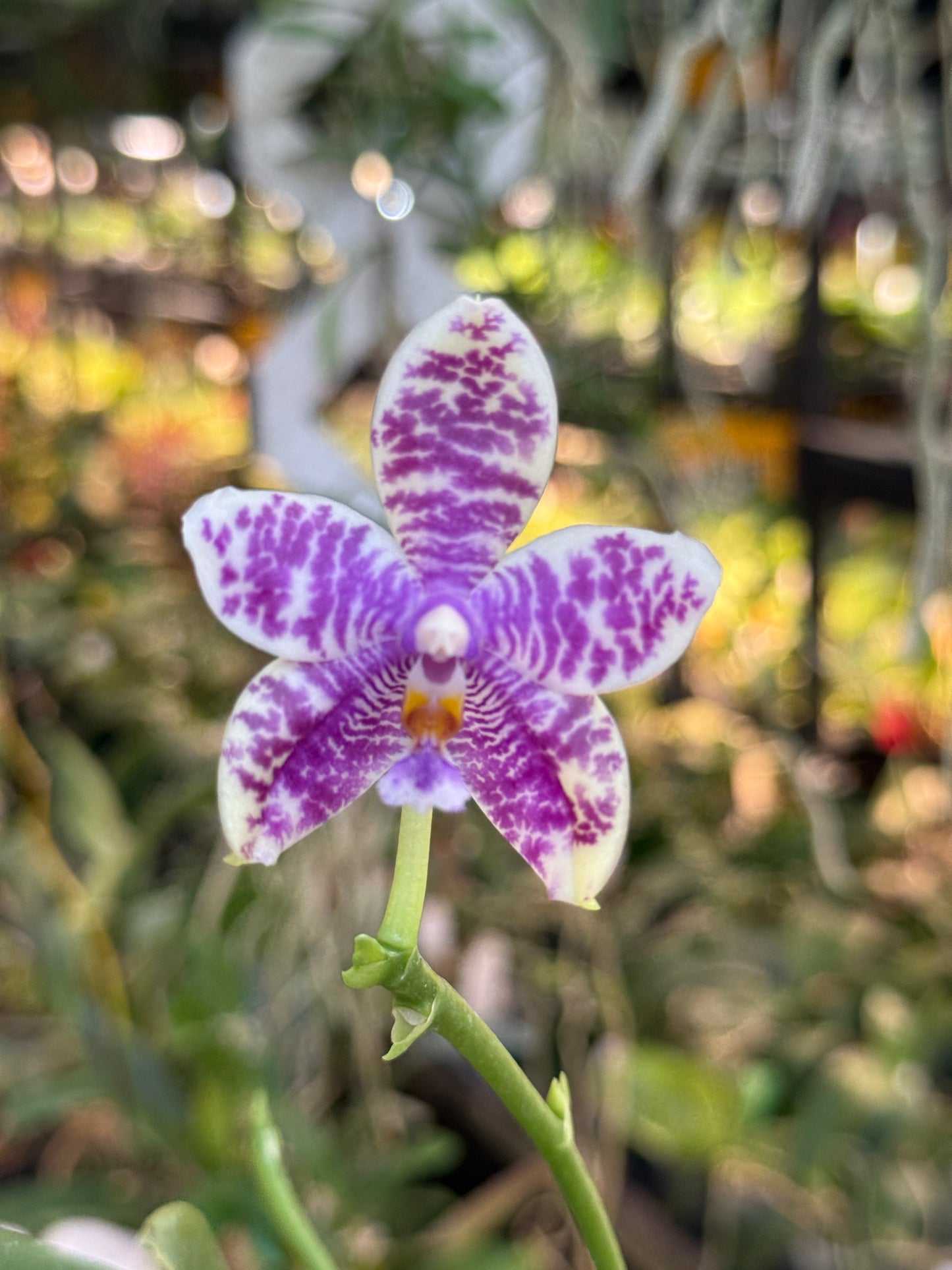 Phalaenopsis LL Blue Macaw 250311 Flowering 2 spikes