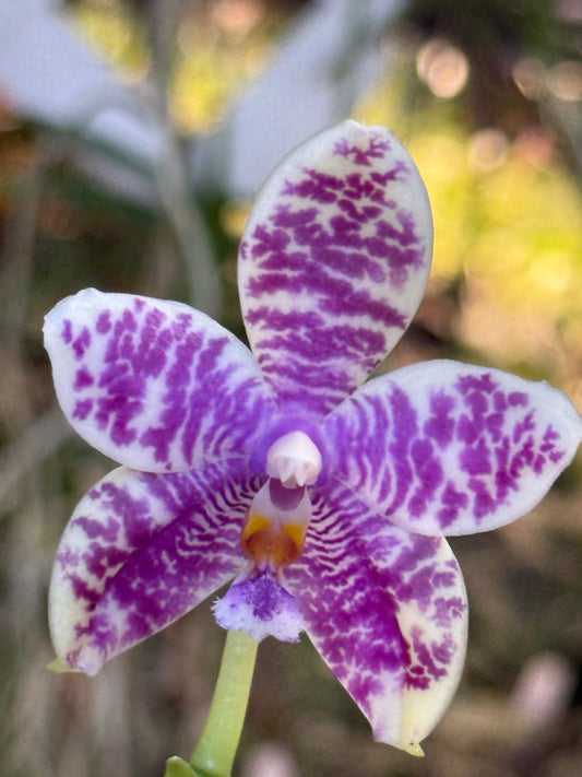 Phalaenopsis LL Blue Macaw 250311 Flowering 2 spikes