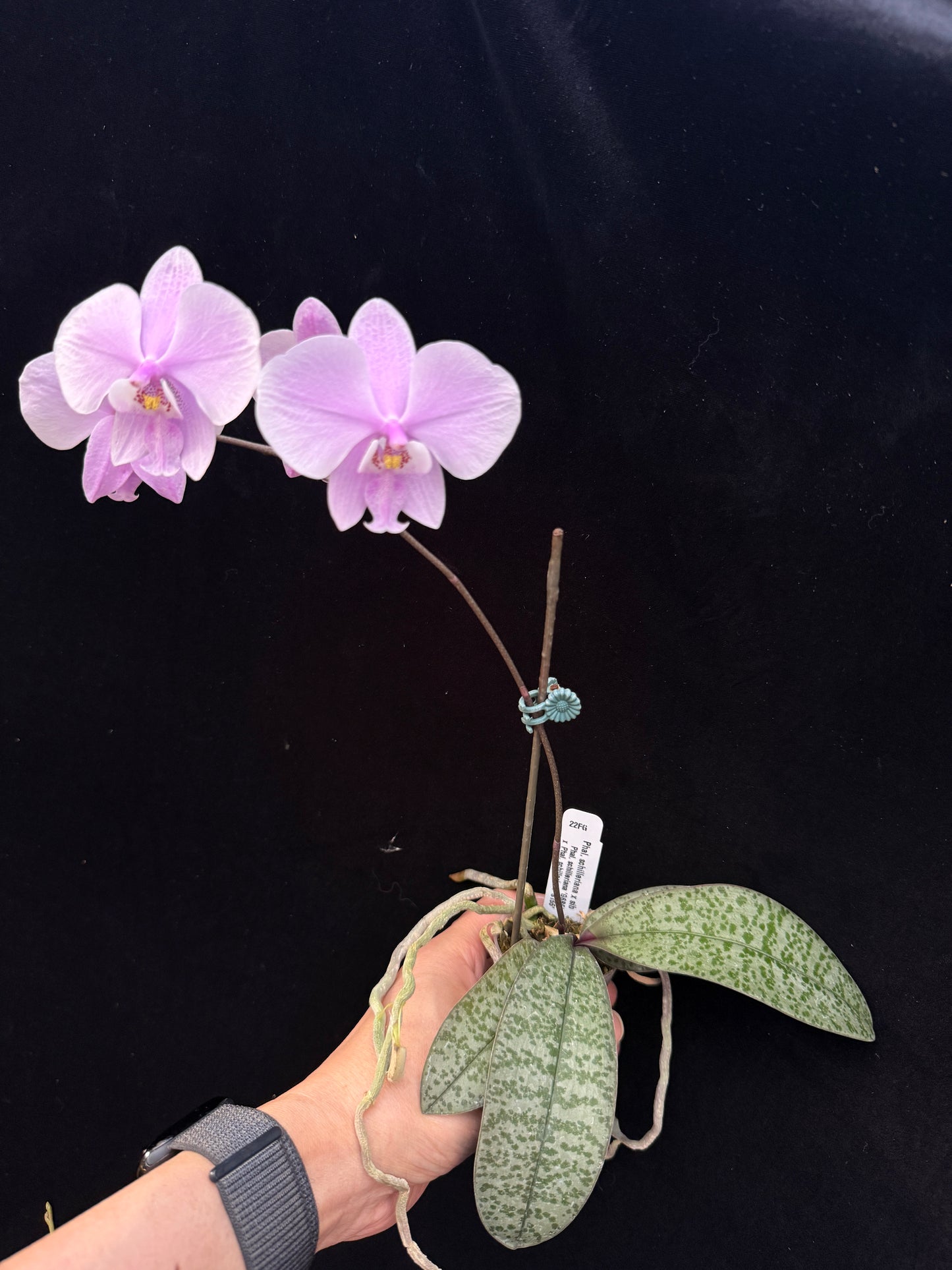 Phalaenopsis schilleriana 250312 Flowering - Seed Grown