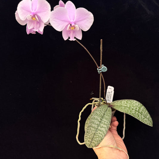 Phalaenopsis schilleriana 250312 Flowering - Seed Grown