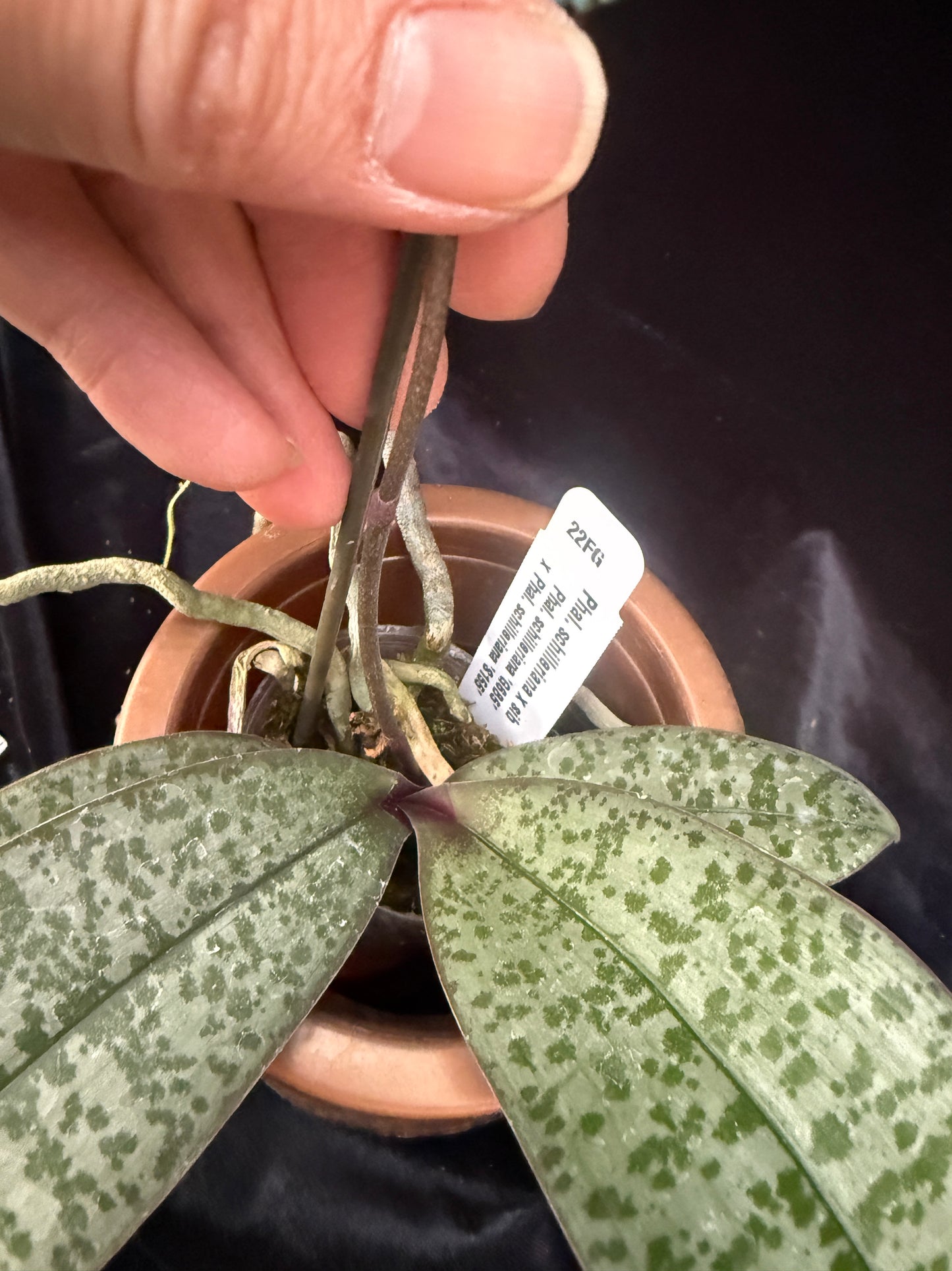 Phalaenopsis schilleriana 250312 Flowering - Seed Grown