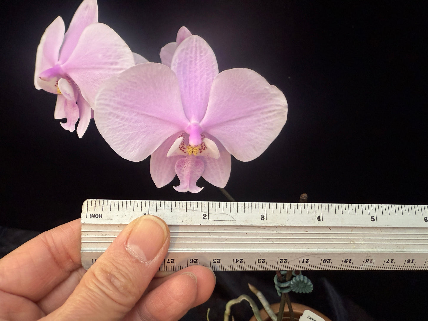 Phalaenopsis schilleriana 250312 Flowering - Seed Grown