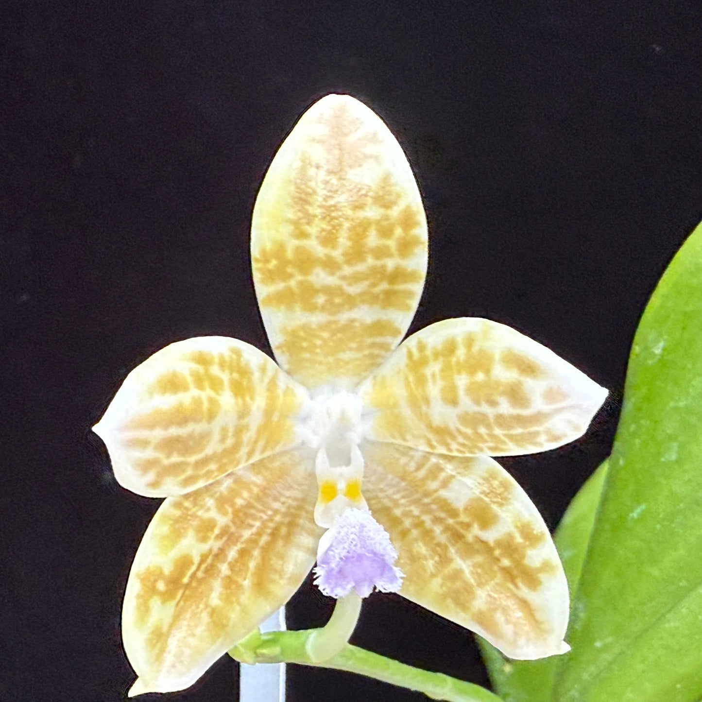 Phalaenopsis Mugato (javanica x tetraspis) 250312 Flowering 2 spikes