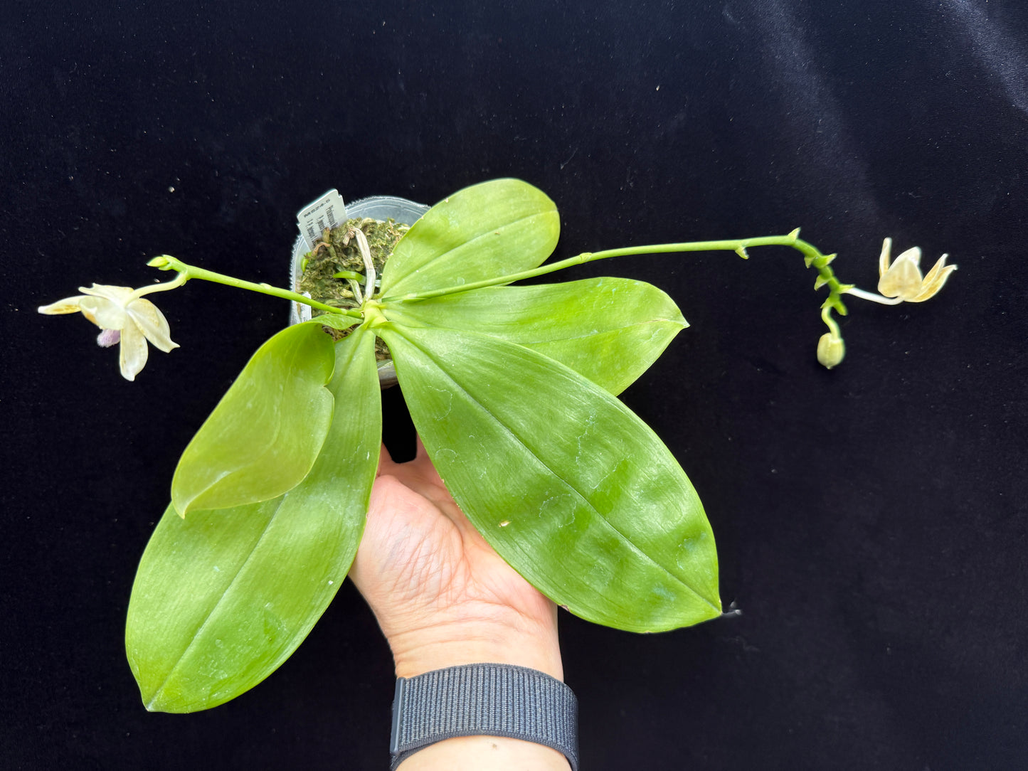 Phalaenopsis Mugato (javanica x tetraspis) 250312 Flowering 2 spikes