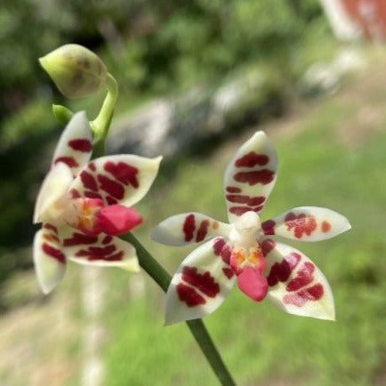 Phalaenopsis maculata x sib - Seedlings