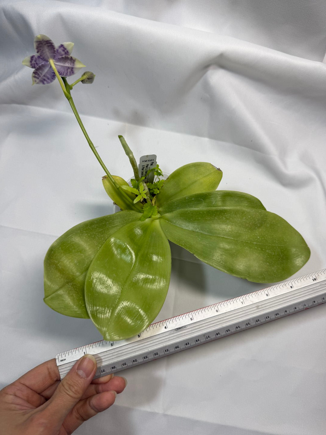 Phalaenopsis LL Blue Crake 251207 Flowering