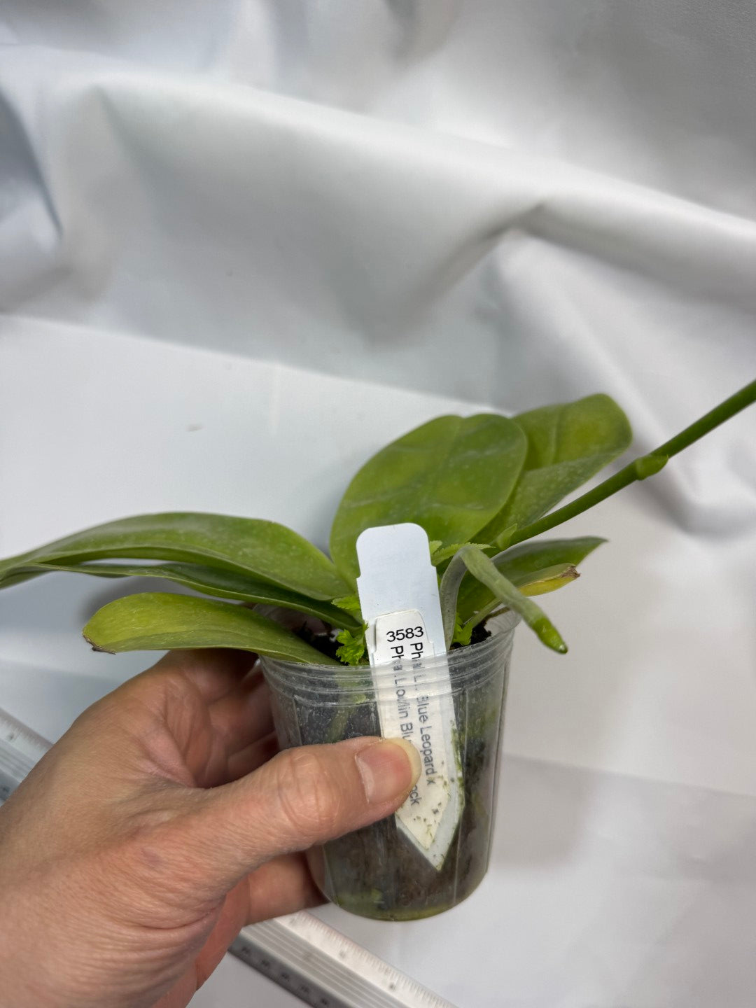 Phalaenopsis LL Blue Crake 251207 Flowering