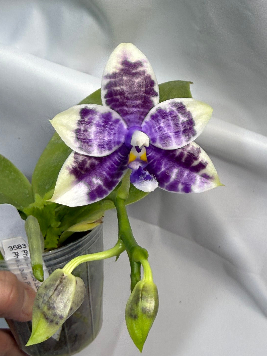 Phalaenopsis LL Blue Crake 251207 Flowering