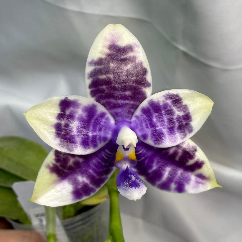 Phalaenopsis LL Blue Crake 251207 Flowering
