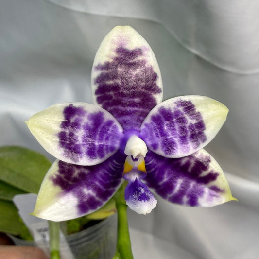 Phalaenopsis LL Blue Crake 251207 Flowering