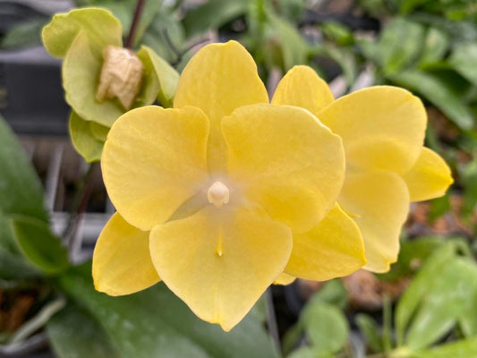 Phalaenopsis JC Honey 'Hoya'