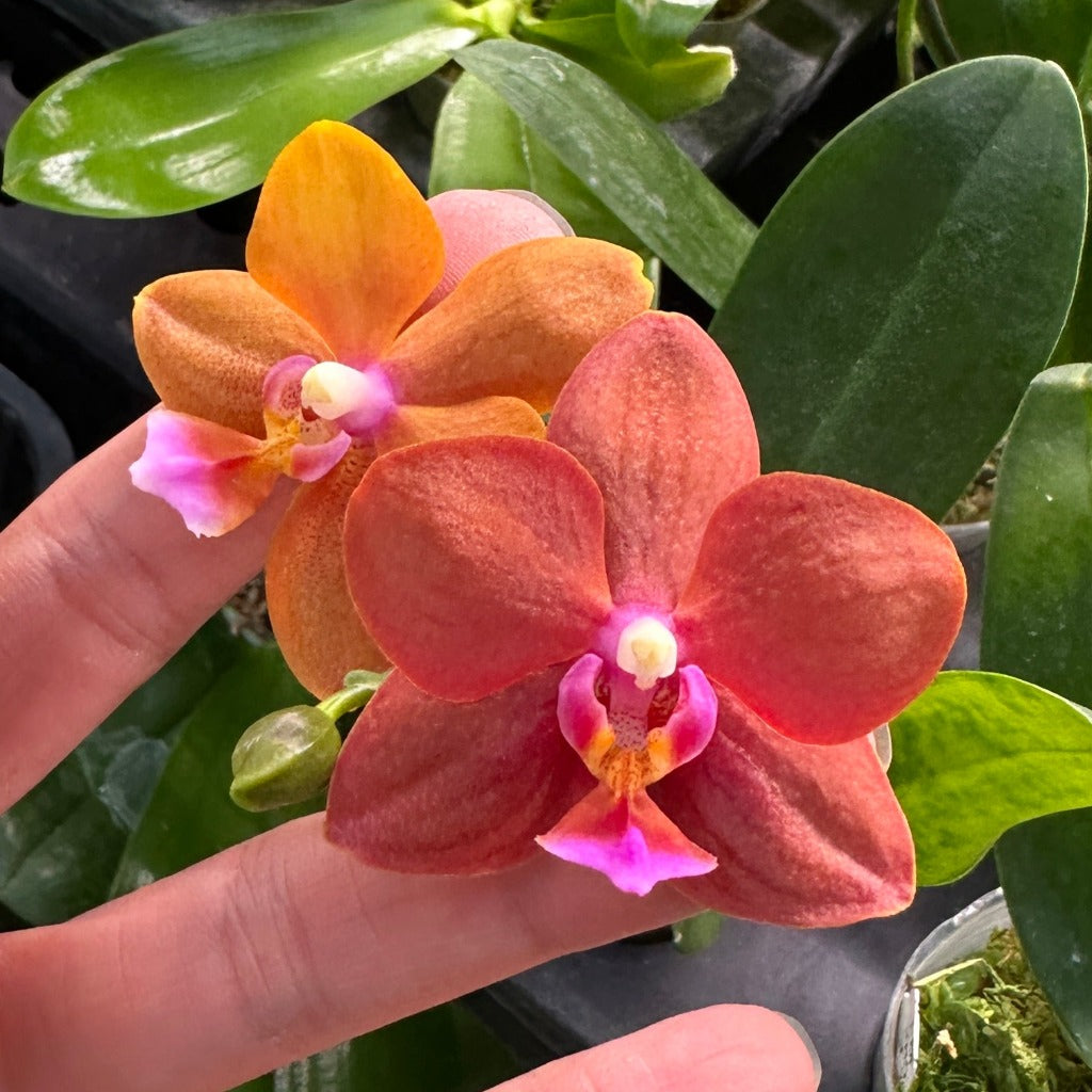 Phalaenopsis Unique Lady Georgie 'LM280'
