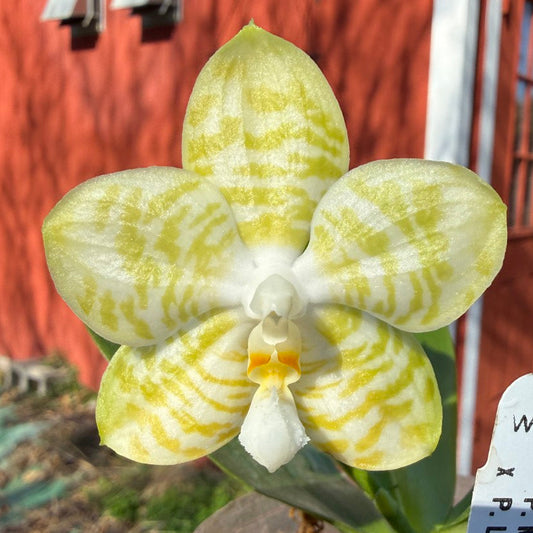 Phalaenopsis Mituo Golden Tiger 'White Tiger' AM/AOS (clone)