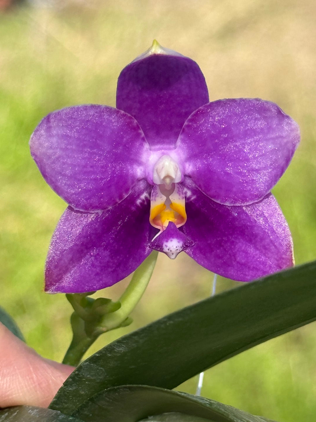 Phalaenopsis Mituo Golden Princess 'Emerald Cicada' 260311 Flowering
