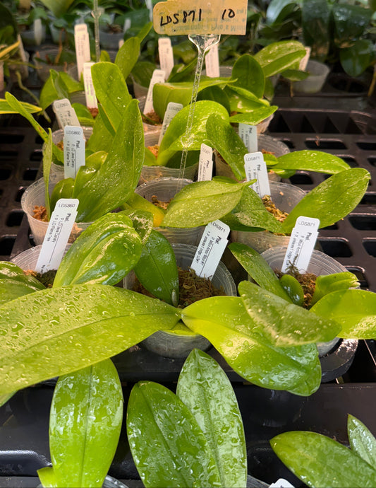Phalaenopsis (Mituo Ambo X violacea f. Indigo) Seed grown