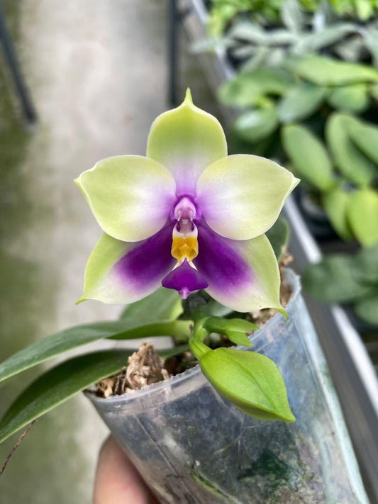 Phalaenopsis bellina var. coerulea x sib - Seed Grown
