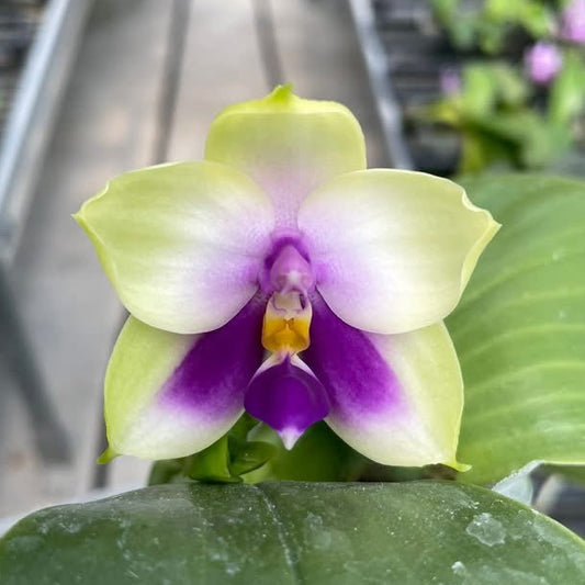 Phalaenopsis bellina var. coerulea x sib - Seed Grown